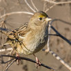 Golden-crowned Sparrow